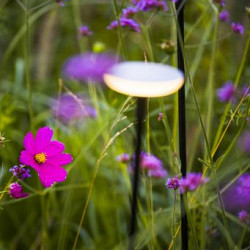 Solitary SWAY LIGHT HEAD PEARL GREY