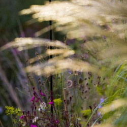 Solitary SWAY LIGHT HEAD PEARL GREY