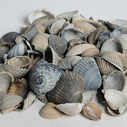 Schelpen blauw/grijs - midiBB