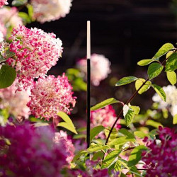 Solitary BREEZE 100cm