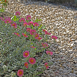 Castle grind 10-20mm 20 kg