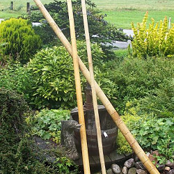 Bamboepaal 300cm Ø10-12cm