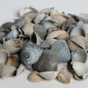 Schelpen blauw/grijs - midiBB