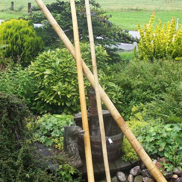 Bamboepaal 300cm Ø10-12cm