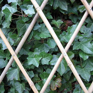 Harmonica Bamboe Trellis 180x180cm