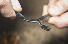 In-Lite | Kabeldoppen