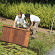 Hardhout angelim vermelho fijnbezaagde plank 2x15x300cm